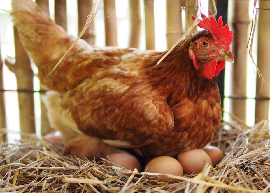 Hen sitting on her eggs