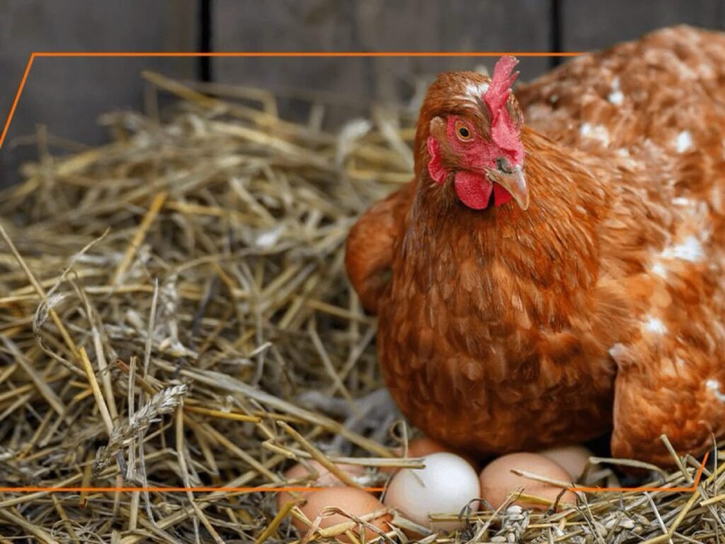 When do chickens start laying eggs?