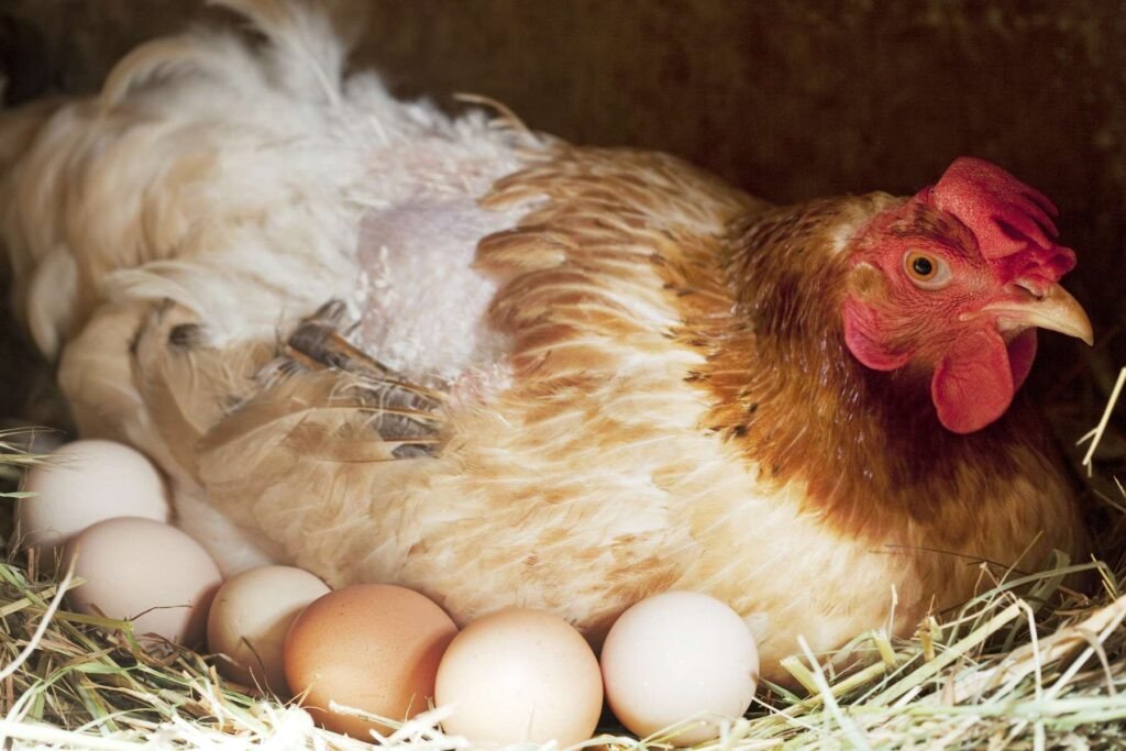 Chicken hen with her eggs