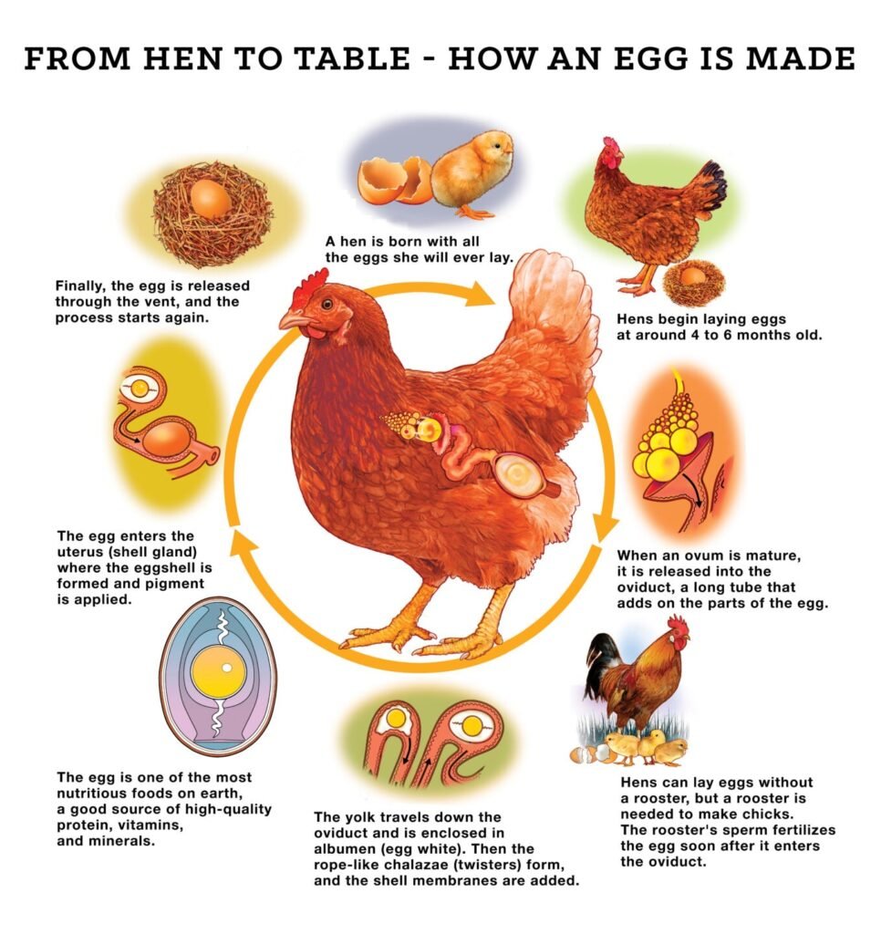 How a chicken makes an egg