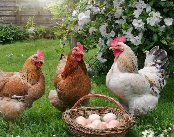 How many eggs can a hen lay?