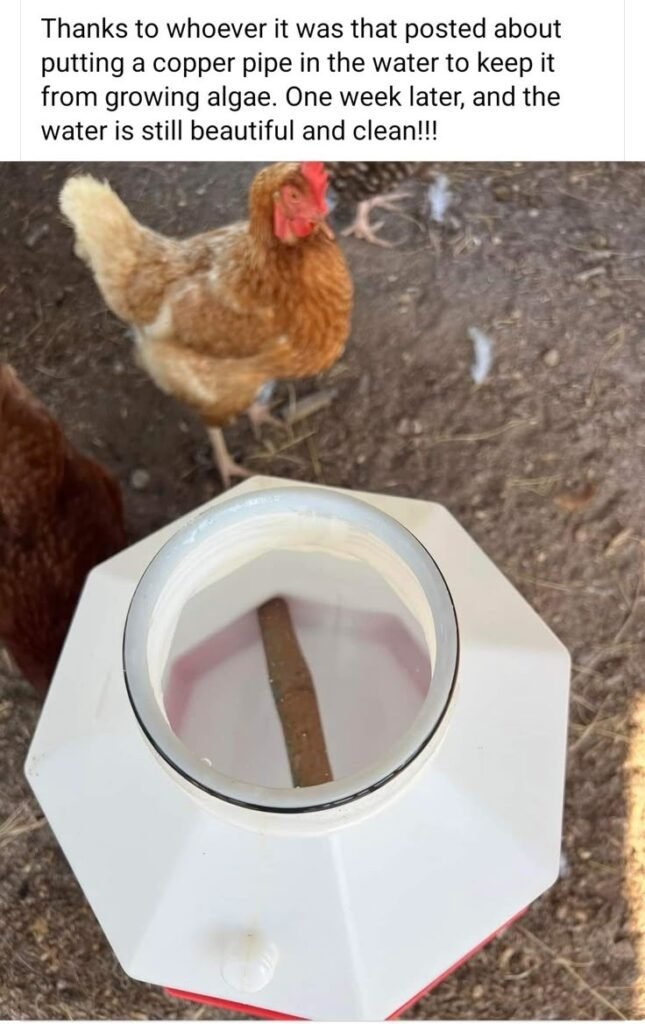 Can I put copper inside a chicken waterer?