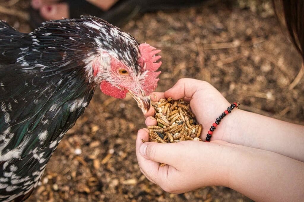 Chickens love mealworms