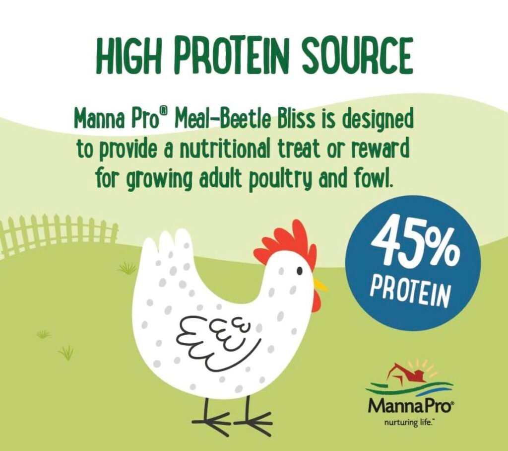Mealworms high protein for chickens