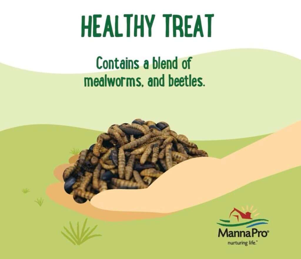 Mealworms are healthy for chickens