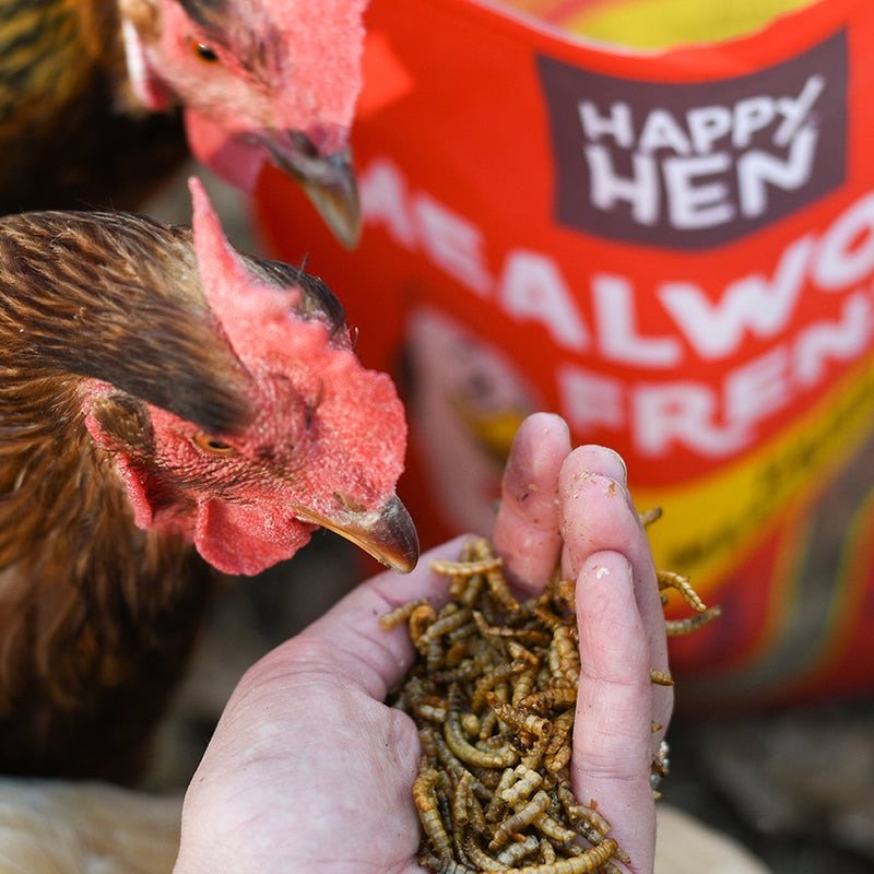 Chickens love mealworms