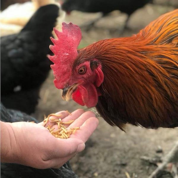Mealworms