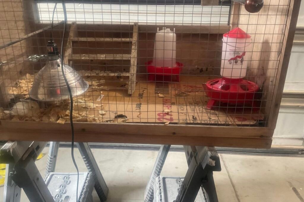Setting up chick feeder in brooder