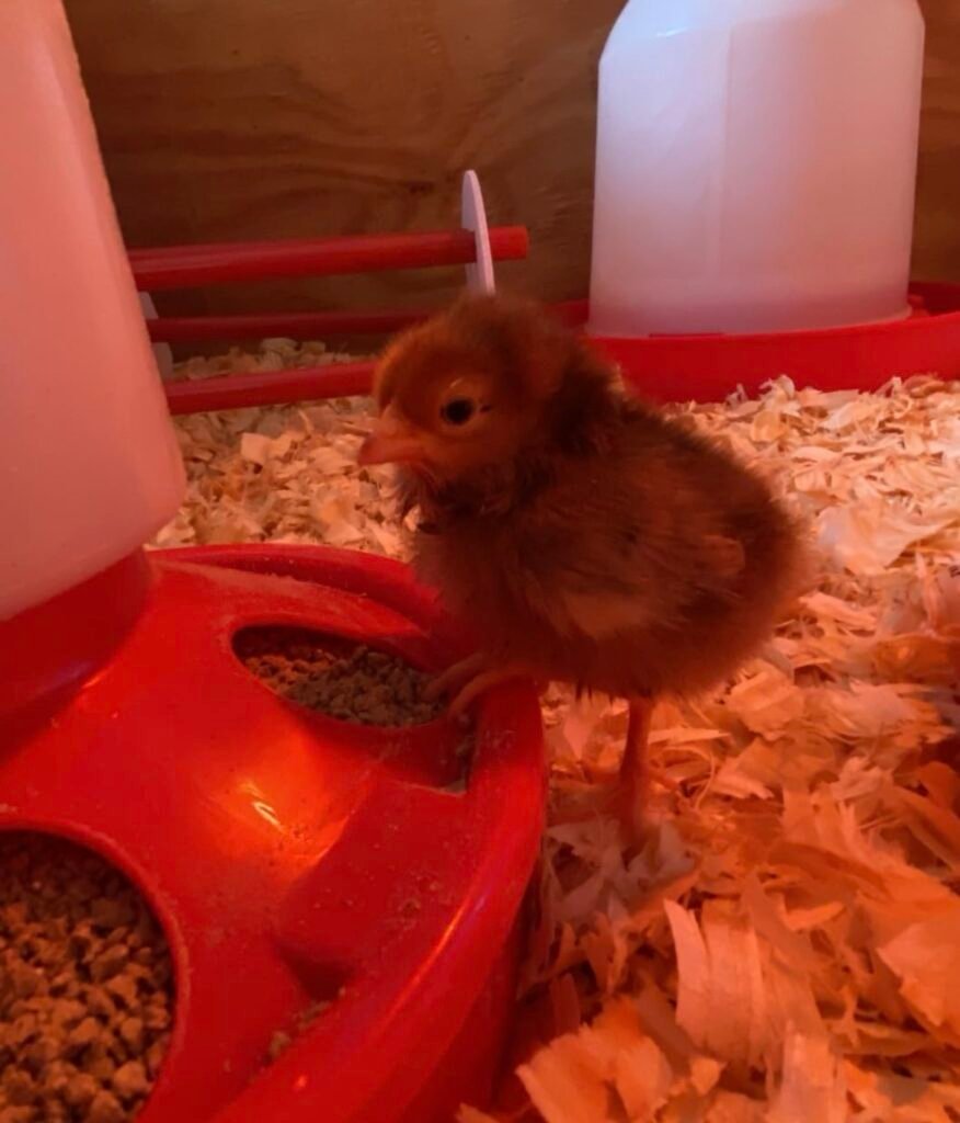 Baby chicken at feeder