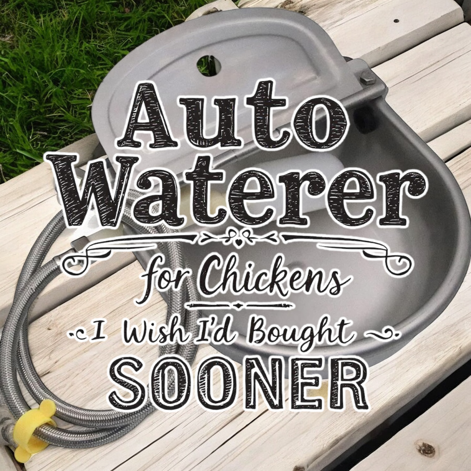 The Auto Waterer for Chickens I Wish I’d Bought Sooner