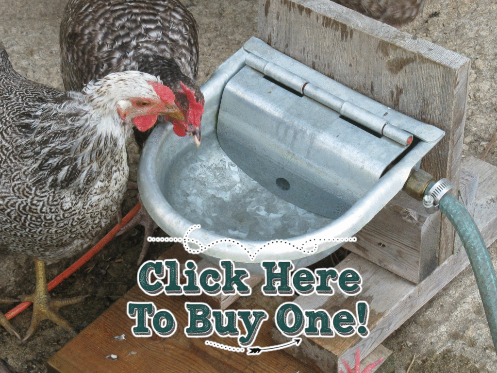 Chicken drinking from auto filling water bowl