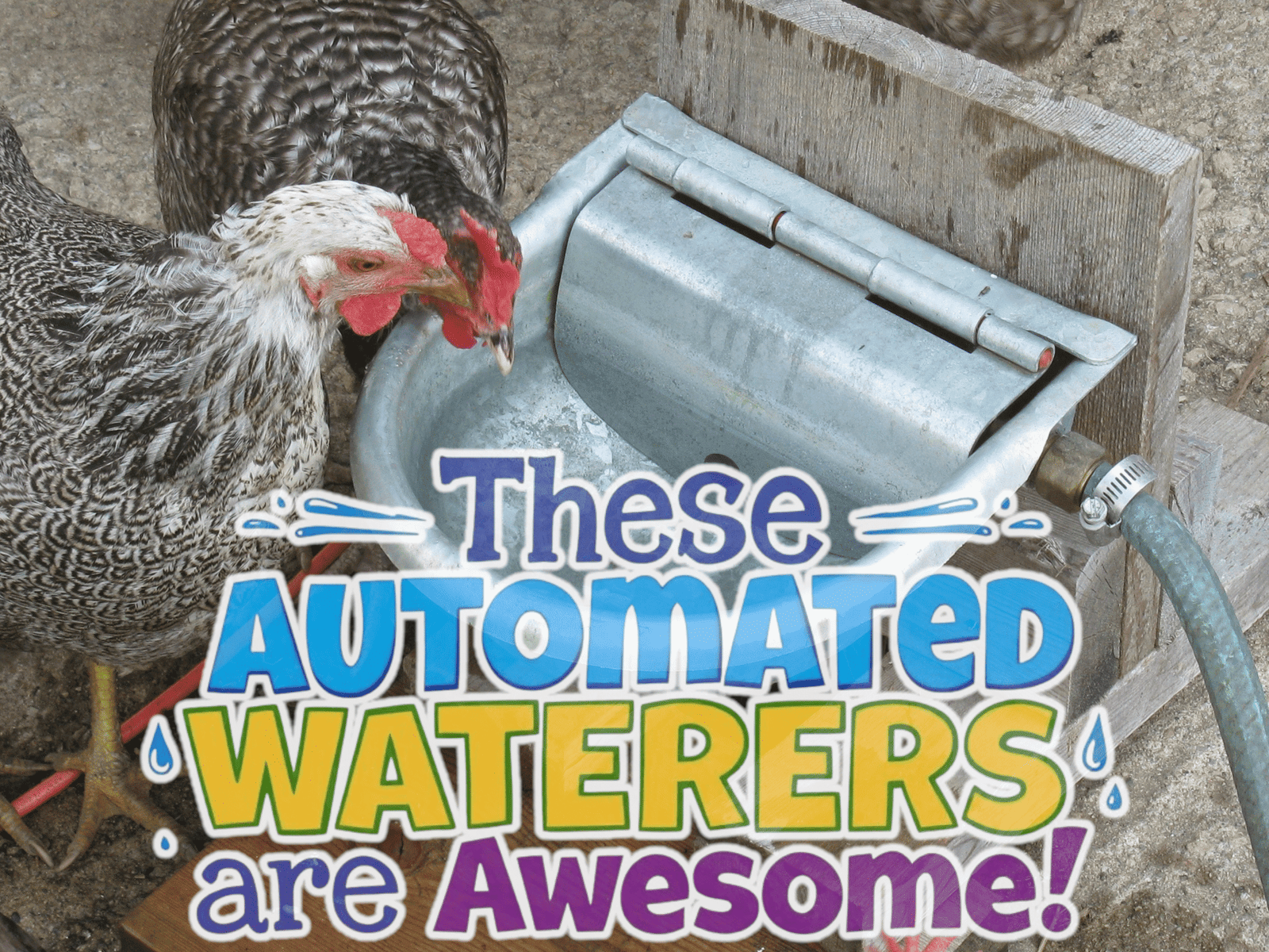 These Automatic Chicken Waterers Are Awesome!