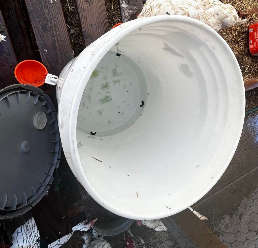Green algae in chicken waterer 