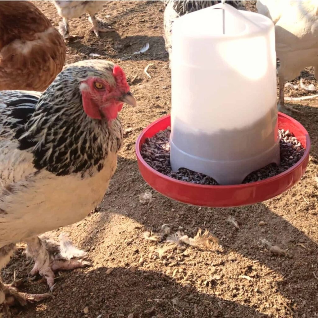 What is chicken grit?