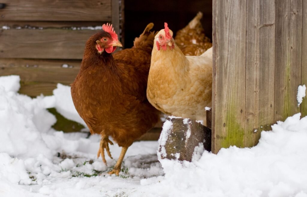 Chickens walking in the snow and cold