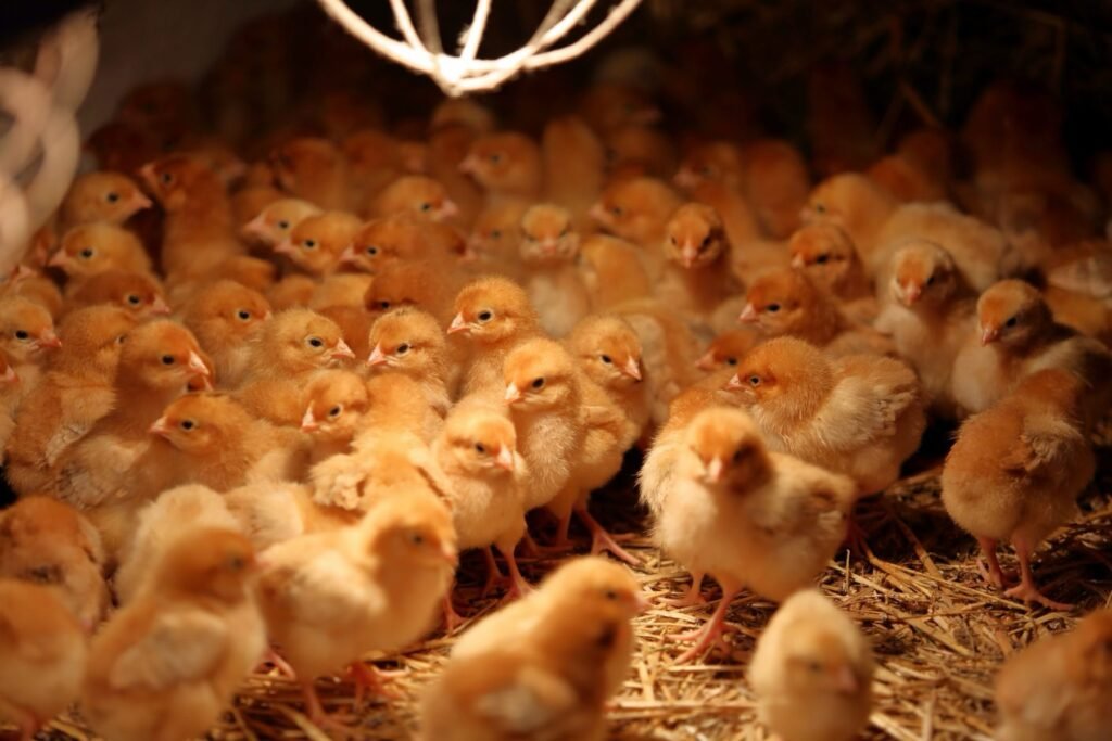 Baby chicks under heat lamp
