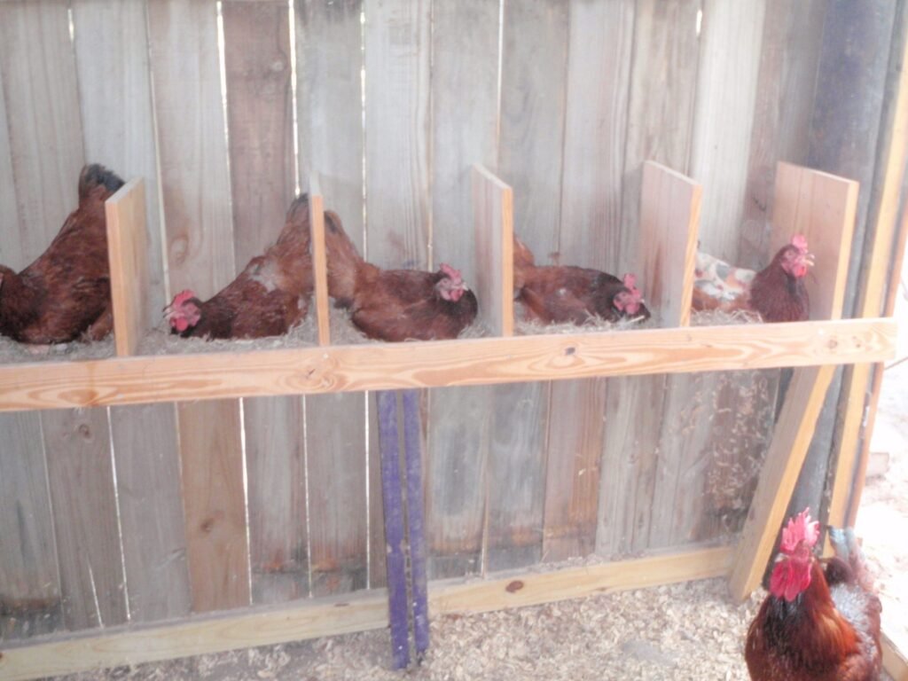 Chickens pooping in nesting boxes! 