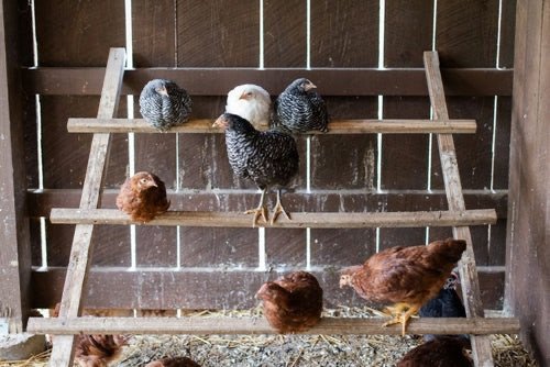 Chickens in a coop 