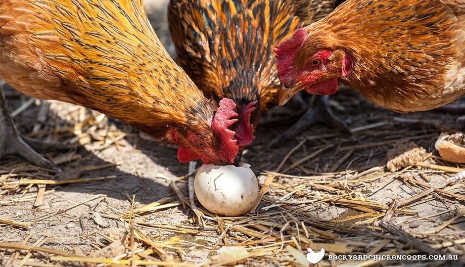 Chickens eating eggs 