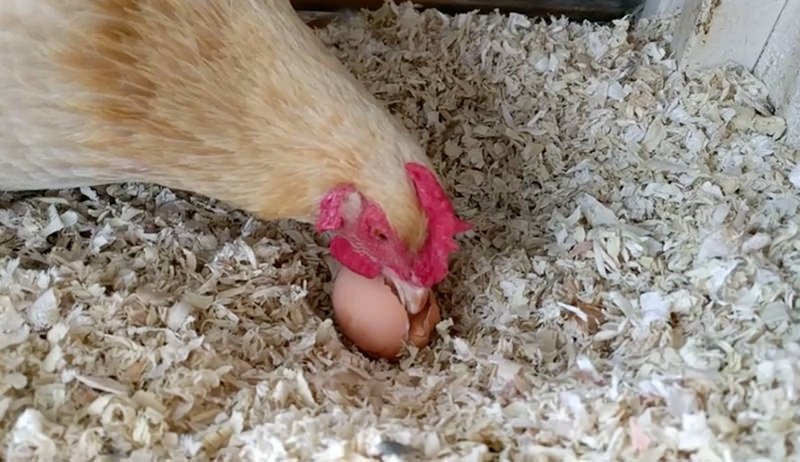 Hen eating egg 