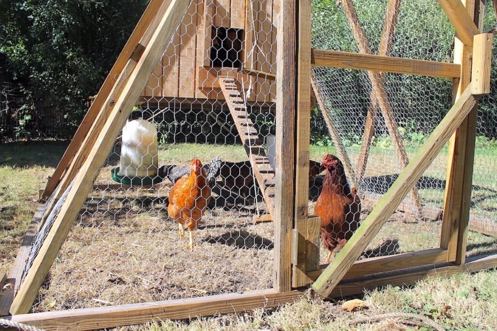 Safe predator free chicken coop