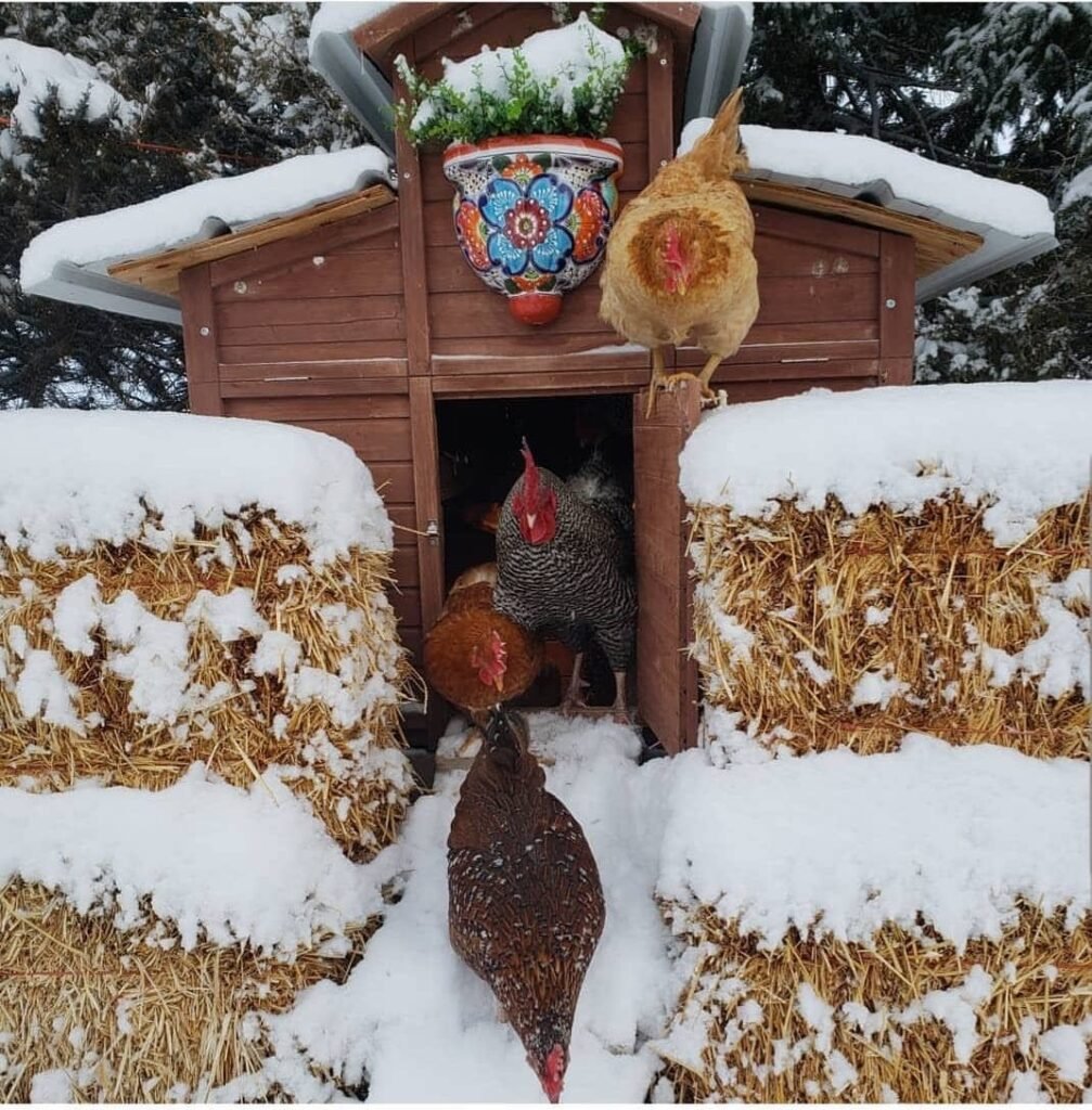 Chickens in the winter 