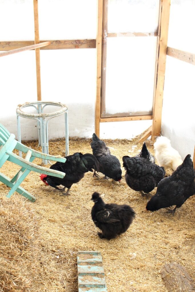 Chickens warm in the coop in winter 