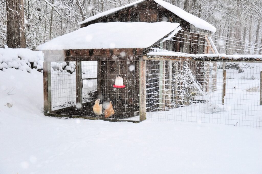 Keep chickens warm in winter 