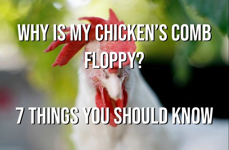 Why Is My Chicken’s Comb Floppy? 7 Things You Should Know