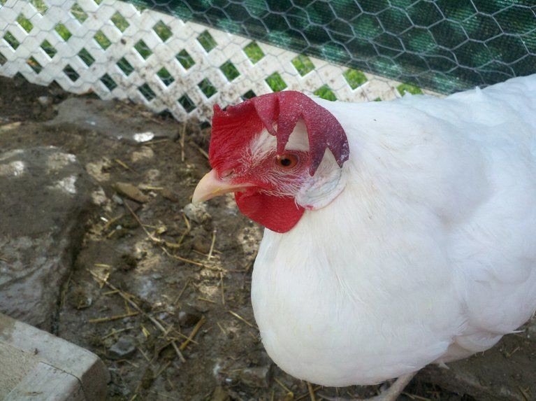 White leghorn floppy comb