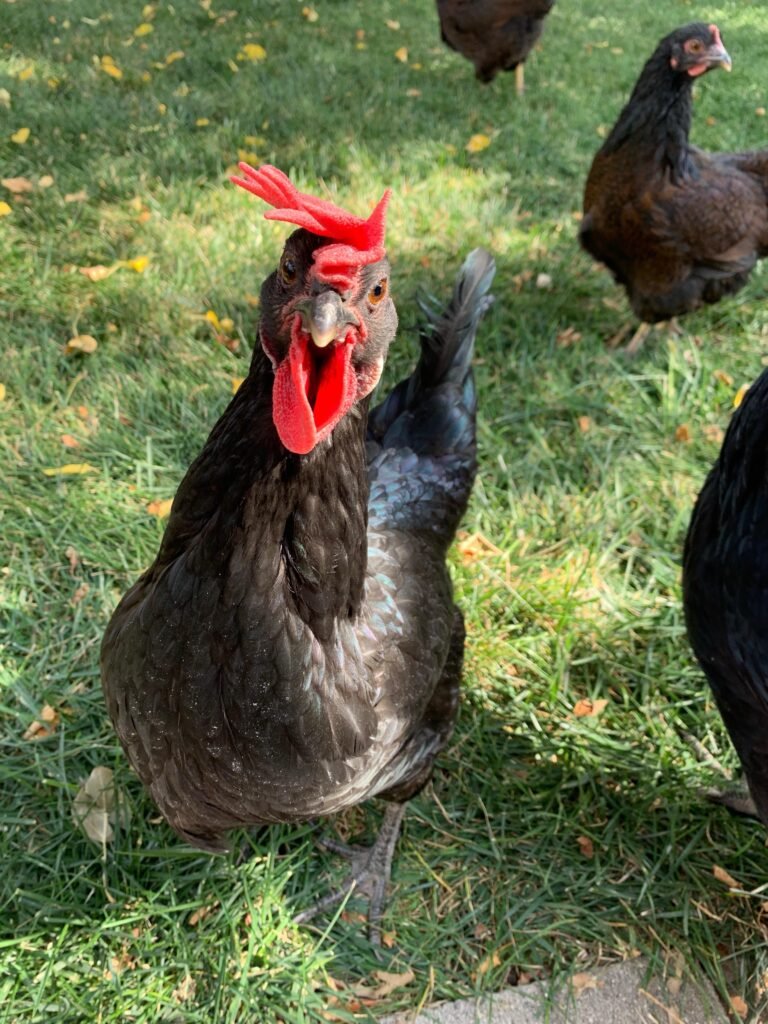 Flopping comb hanging down on chicken
