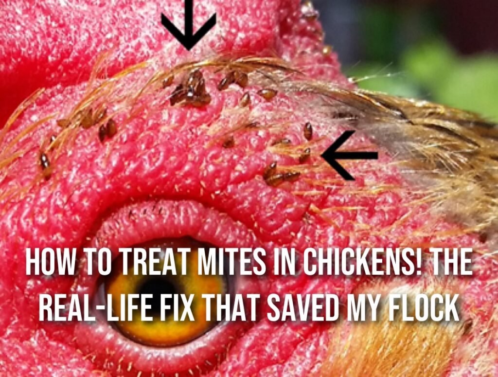 How to Treat Mites in Chickens: The Real-Life Fix That Saved My Flock