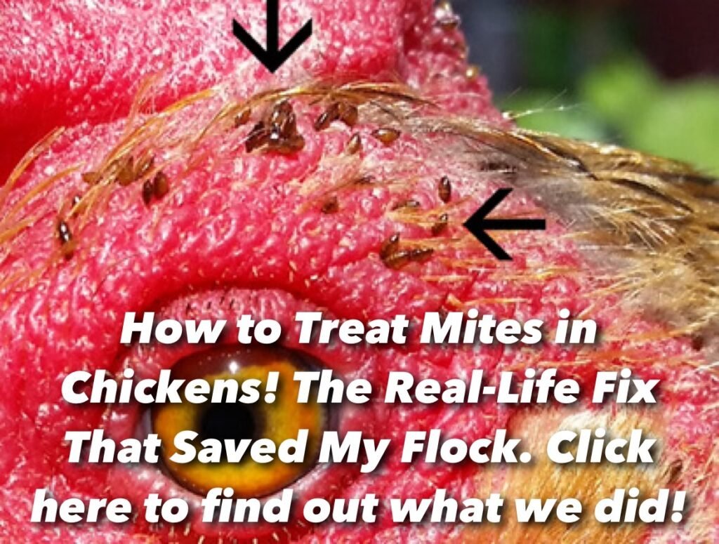 The real trick to getting rid of mites on your chickens is