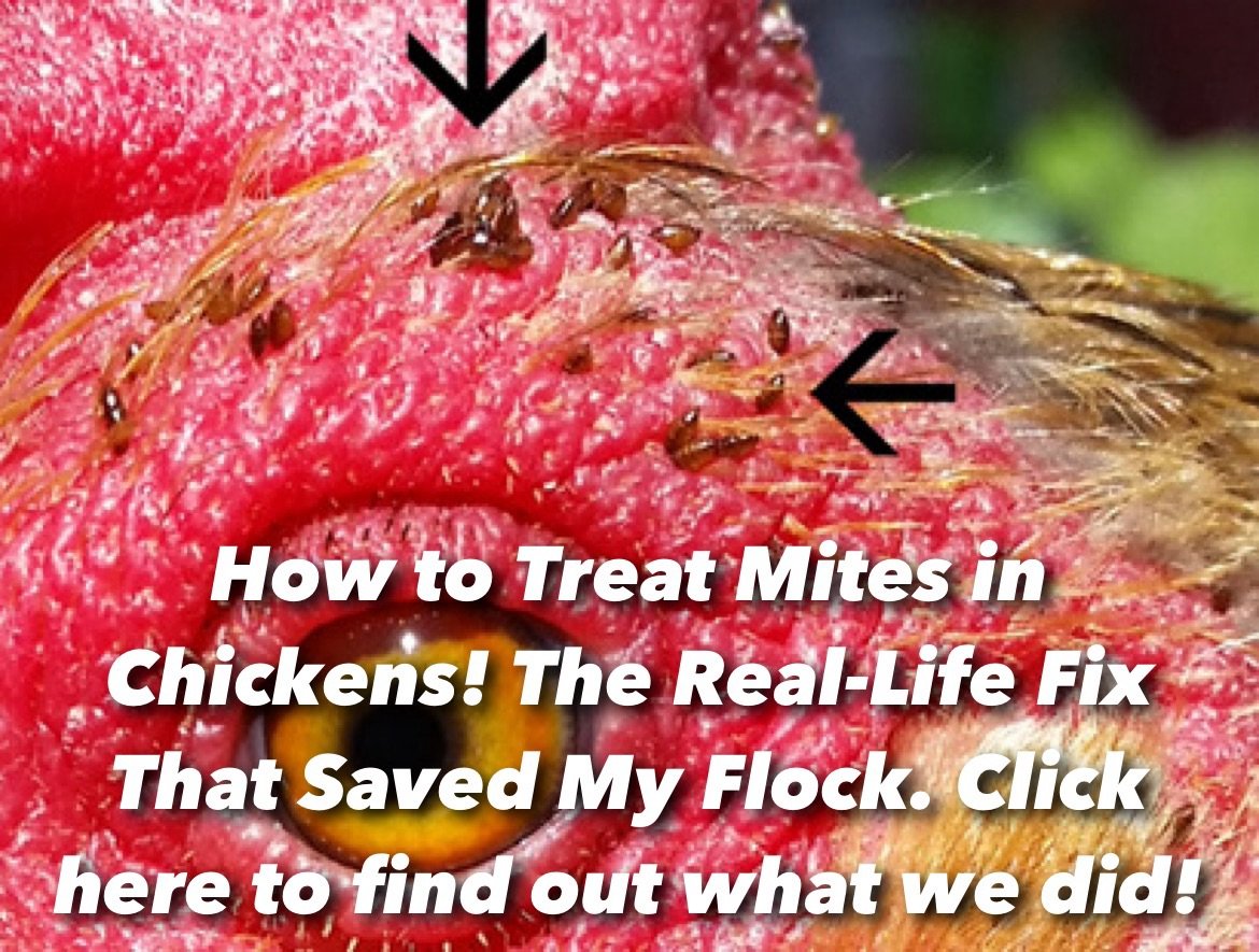 How to kill mites on chickens and your flock