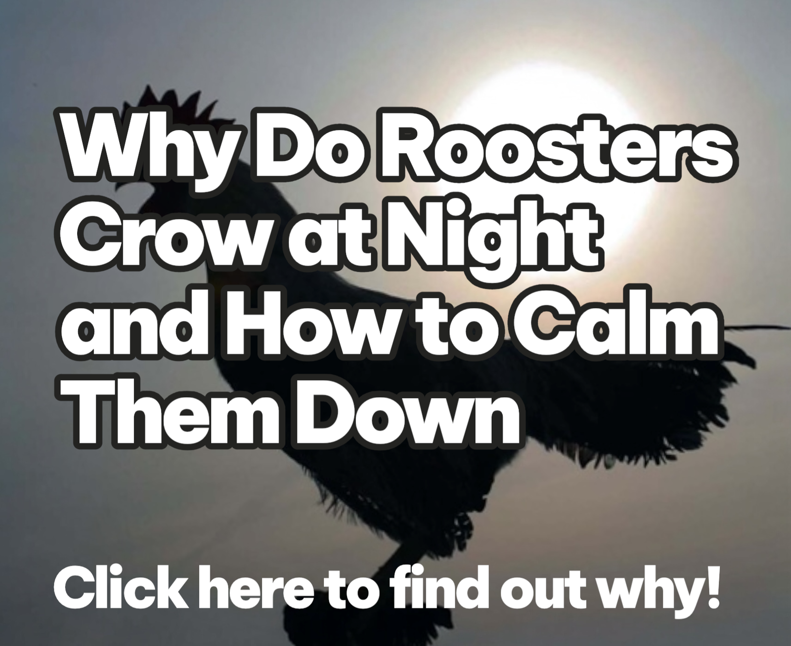 Why do roosters crow at night? 