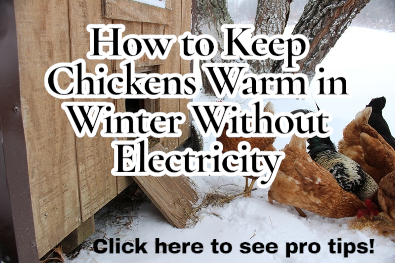 Keeping chickens warm