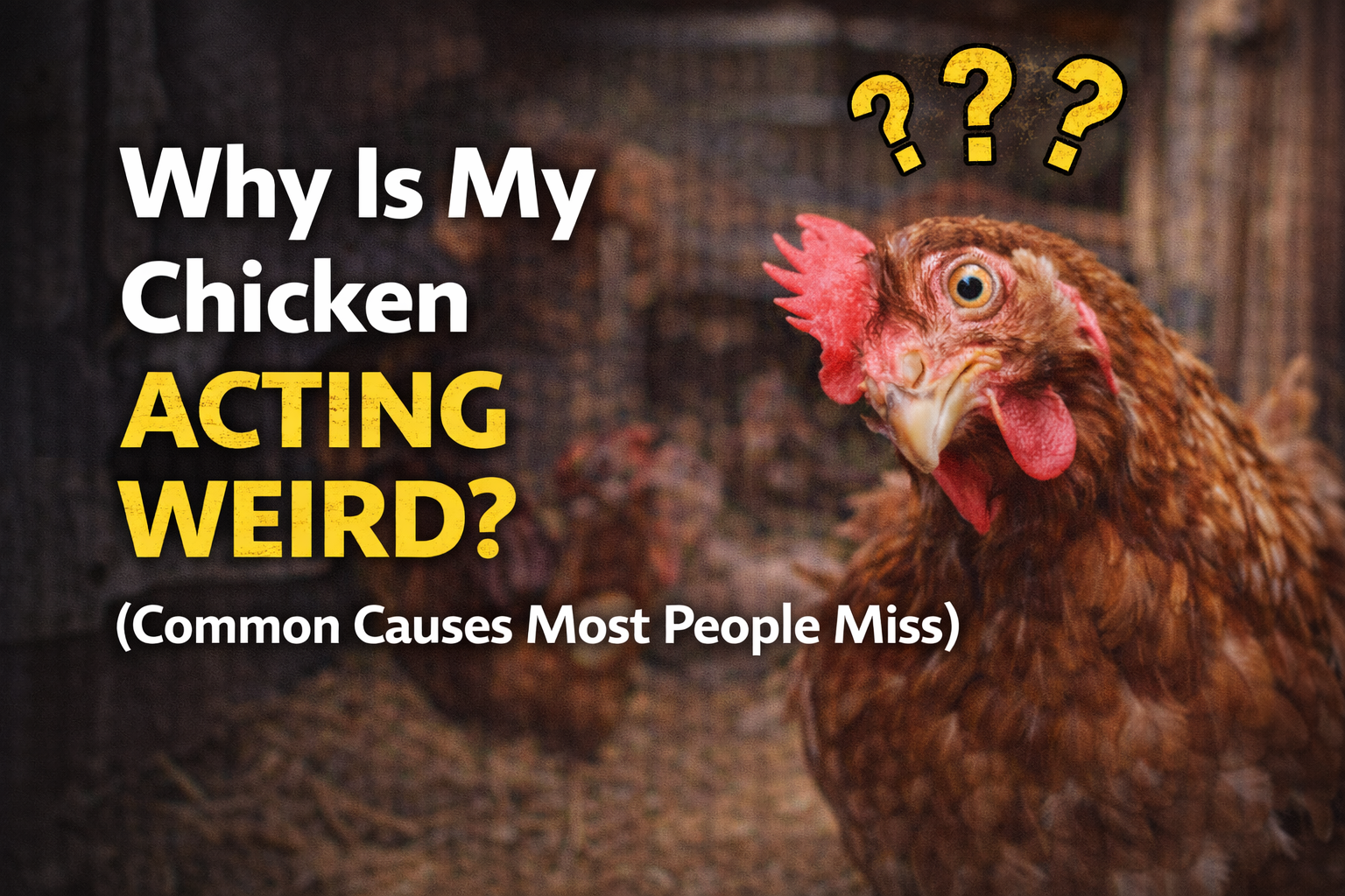 Why Is My Chicken Acting Weird? (Common Causes Most People Miss)