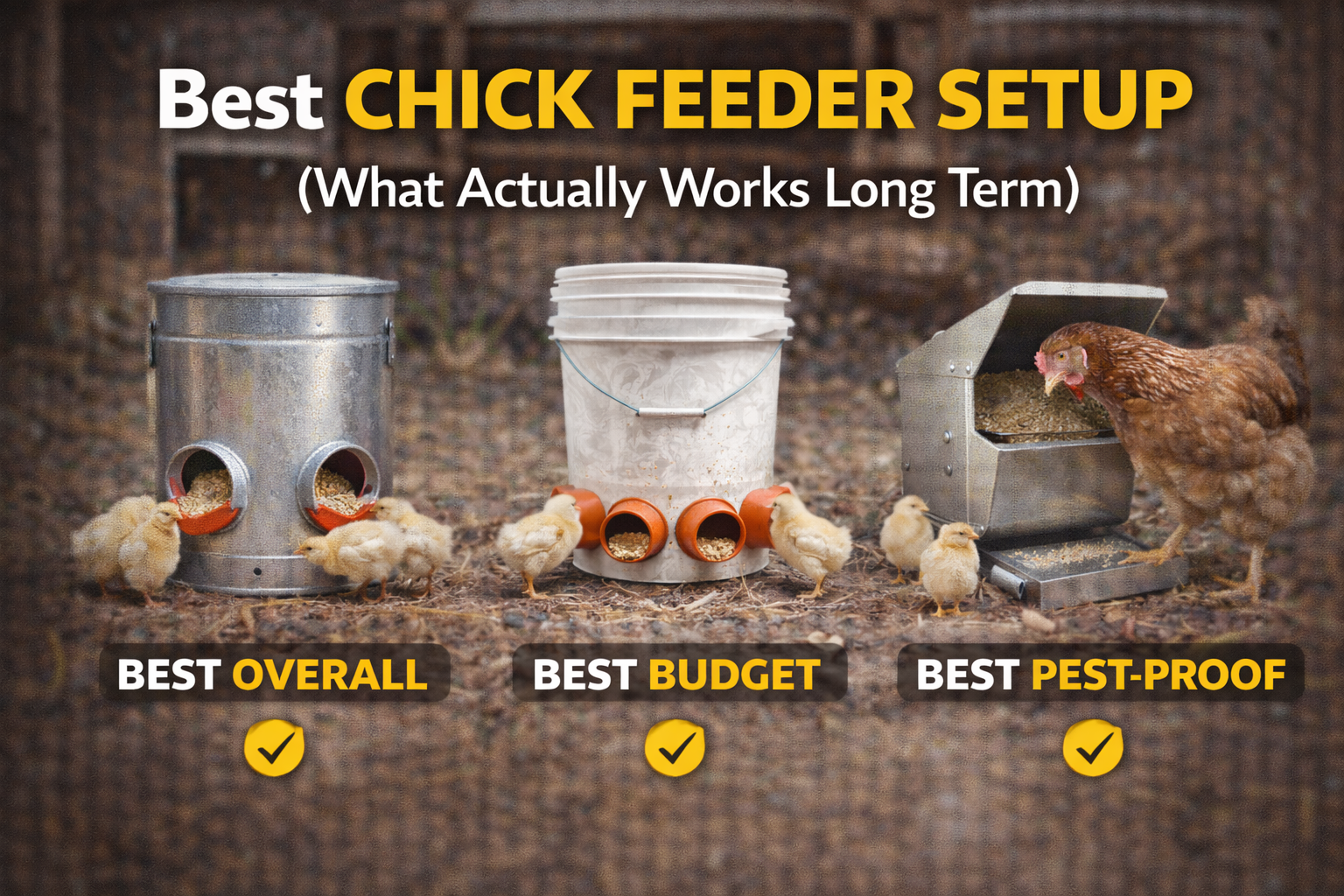 Best Chick Feeder Setup (What Actually Works Long Term)