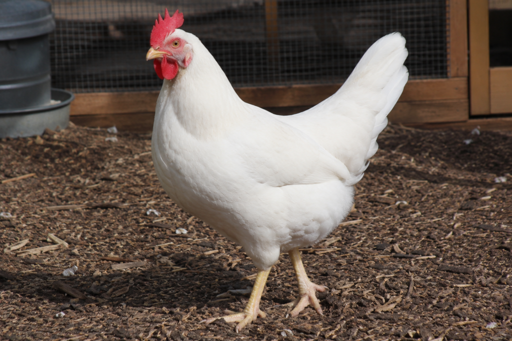 White leghorn chicken 