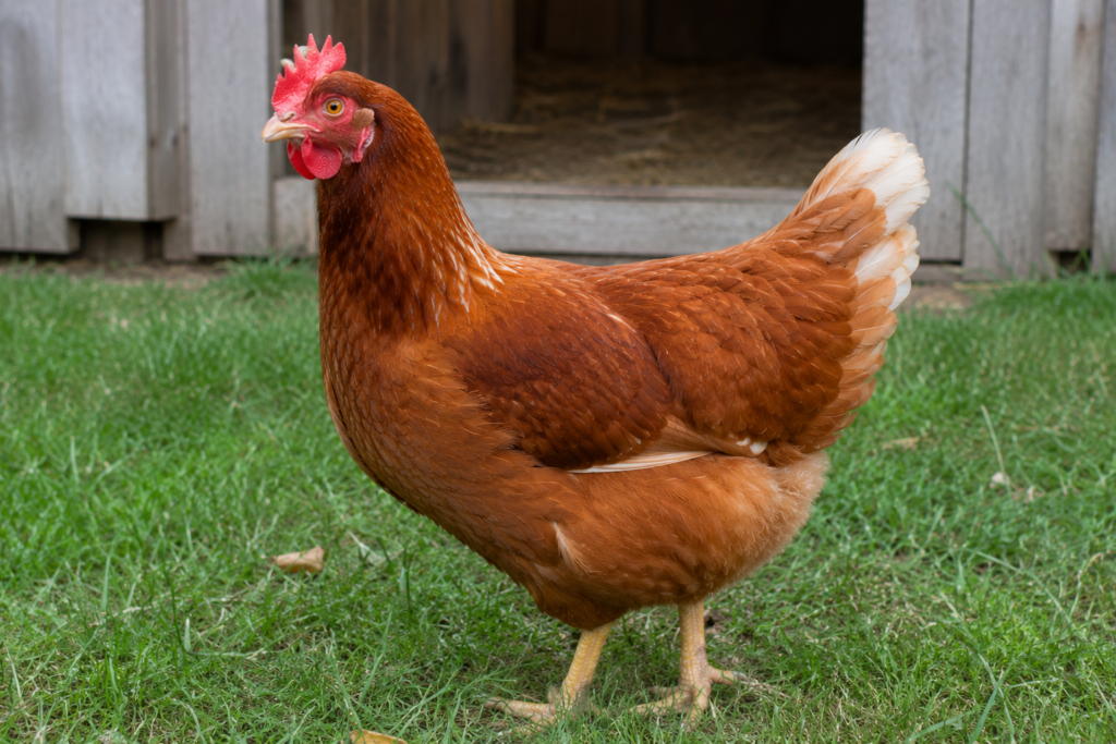ISA brown sexlink hybrid chicken 
