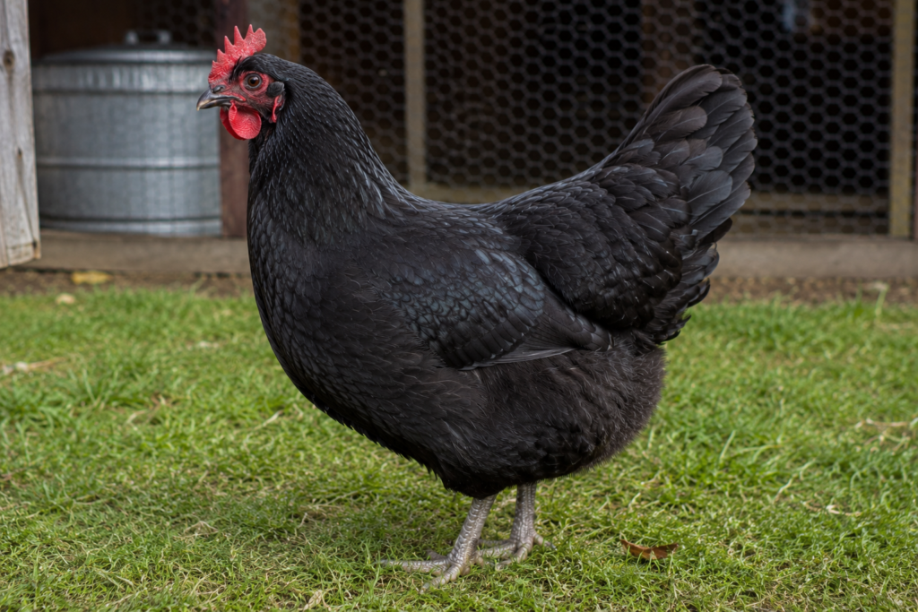 Australorp chicken breed 