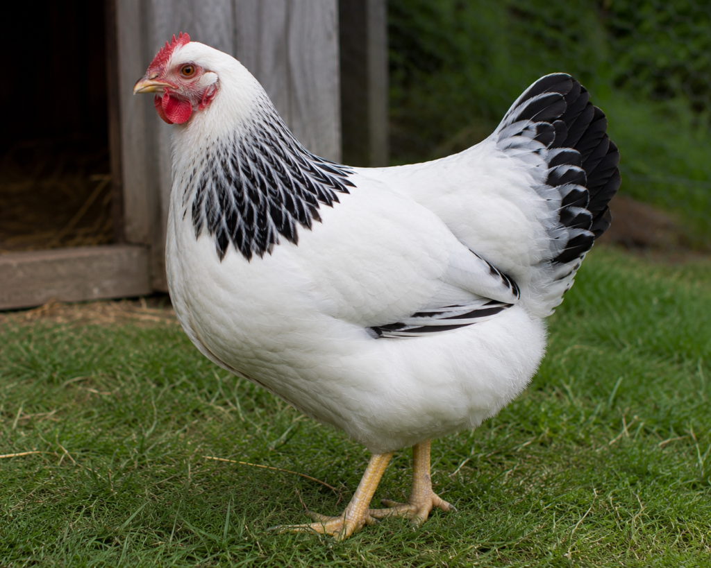Sussex chicken 
