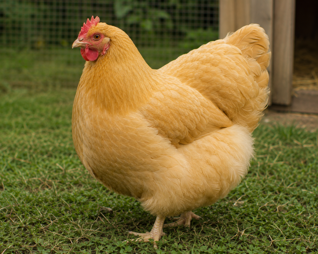 Buff Orpington chicken 